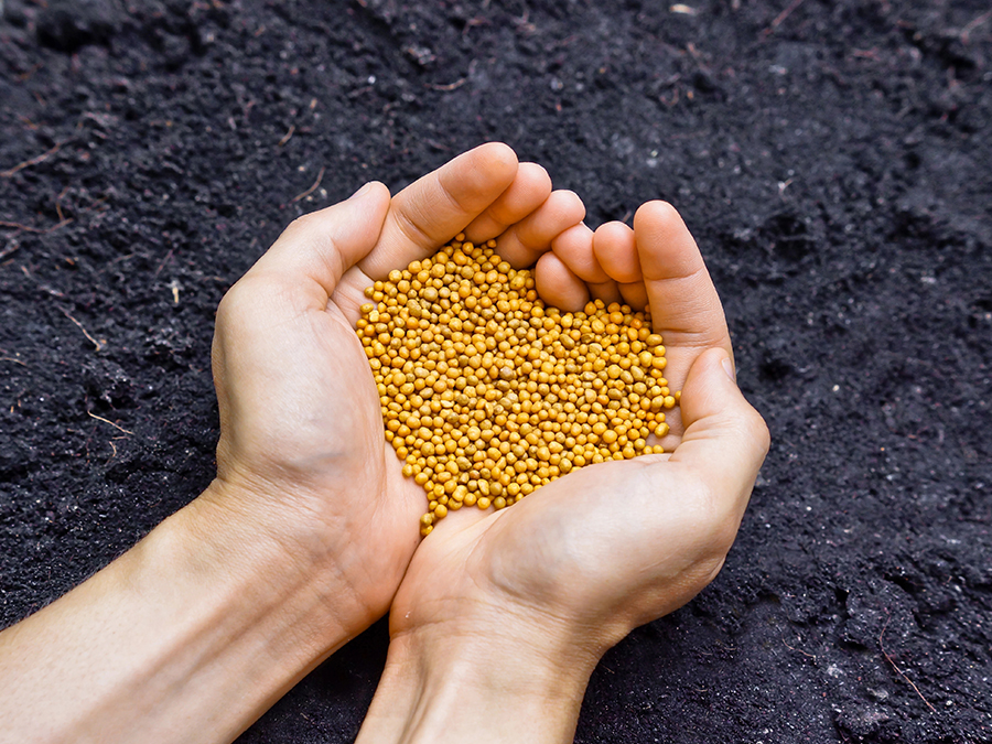 Hendricks Landscape Fertilizing Phoenix Arizona