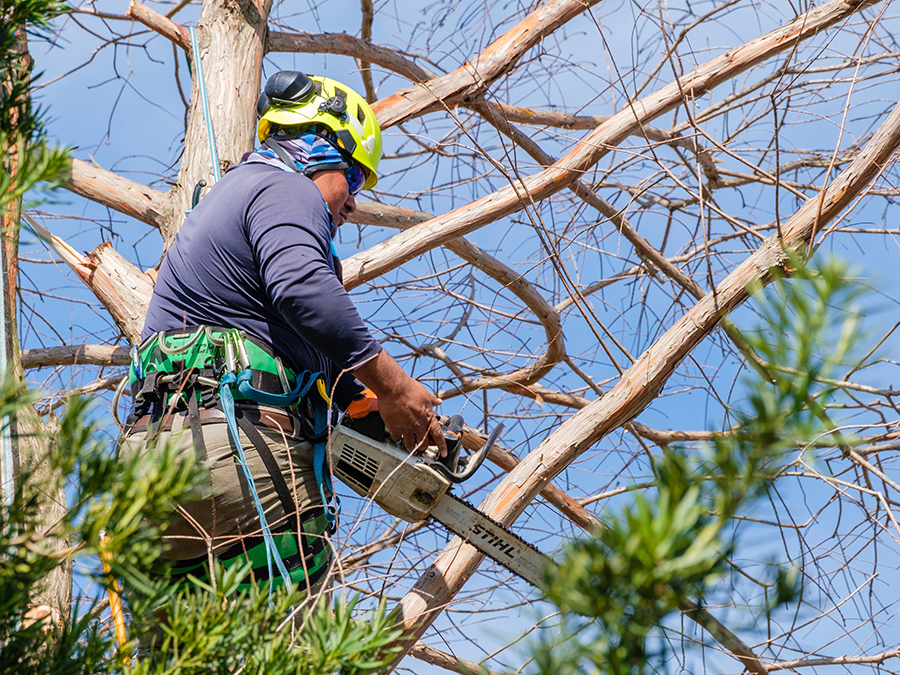 Hendricks Landscape Tree Trimming Phoenix Arizona